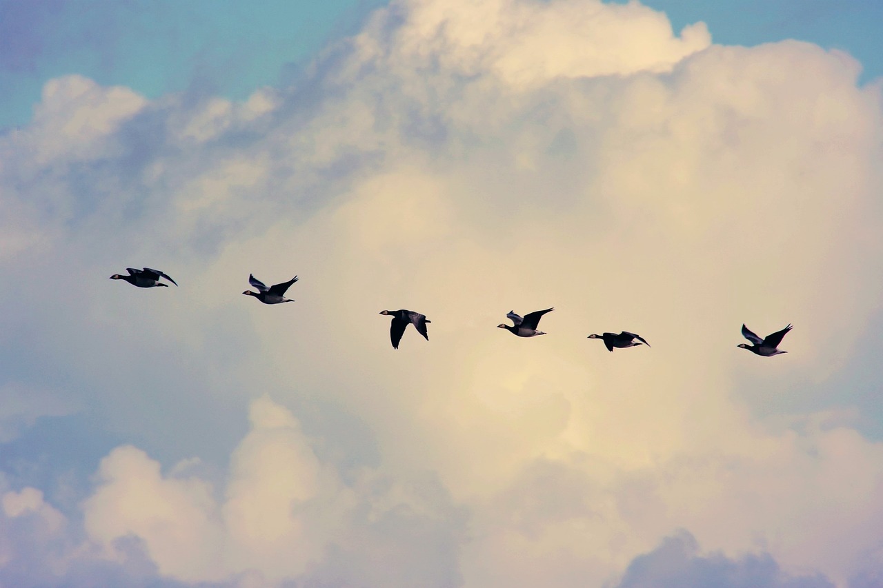 migrations-des-oiseaux