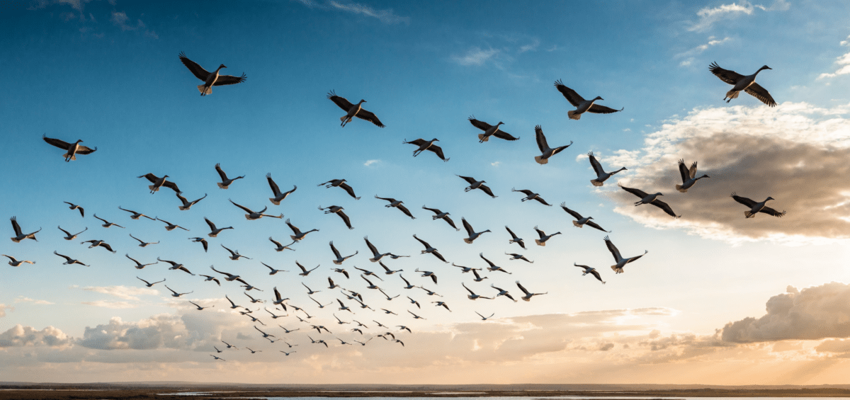 Migration