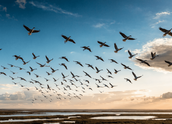 Migration