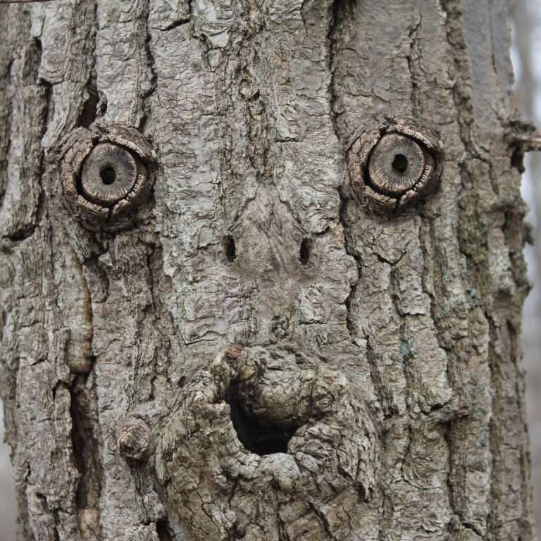 Nœuds d'écorce formant un visage avec des yeux sur un tronc d'arbre