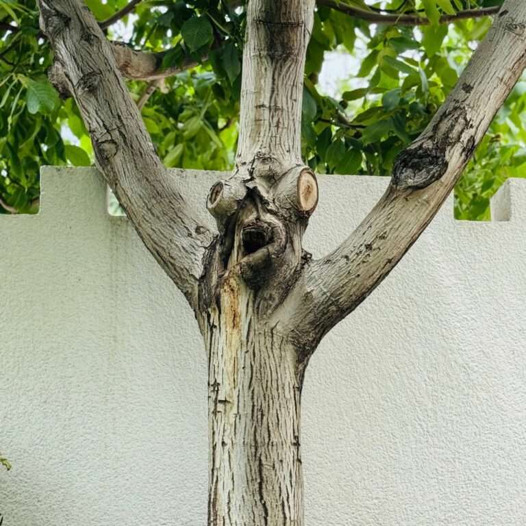 Cicatrice d'écorce formant un visage sur un tronc d'arbre