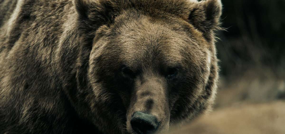 Ours brun, animal national de la Finlande