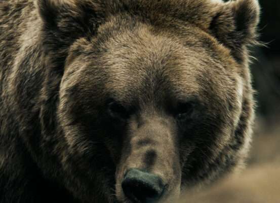 Une carte des ours de Finlande en ours Ours brun, animal national de la Finlande