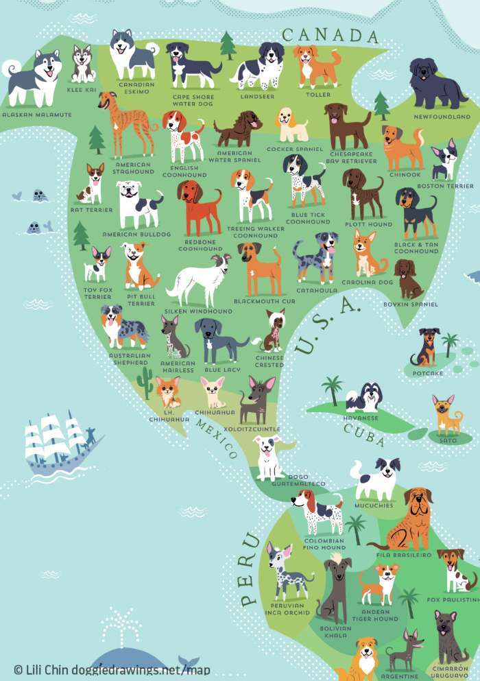 Carte des races de chiens