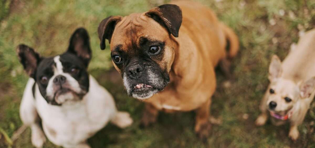 Collage de différentes races de chiens représentant la diversité canine mondiale